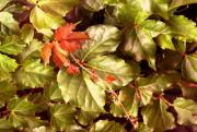 lm early autumn colours brian yorka - ... ...