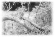 lm eucalyeptus grove tim downsa - ... ...