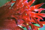 lm flower malcolm mckaya - ... ...