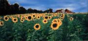 lm flowers of van gogh dawn zanstraa - ... ...
