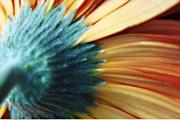 lm gerbera lynne sontera - ... ...