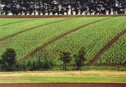 lm gippsland field beryl jenkinsa - ... ...
