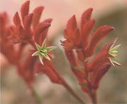 lm kangaroo paws john gilberta - ... ...