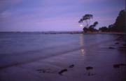 lm moonlit beach susan buchanana - ... ...