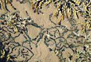 lm patterns in the rock pool jenny turtlea - ... ...