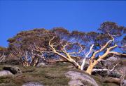lm prostrate tree glenda ocarrolla - ... ...