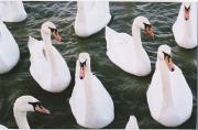 lm seven swans a swimming annabel wooda - ... ...