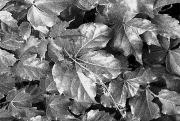 lm textured leaves brian yorka - ... ...