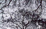 lm tree patterns jan glovera - ... ...