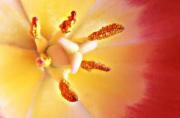 lm tulip norman wonga - ... ...