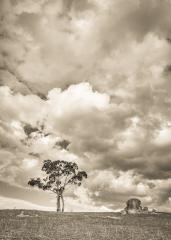 lone tree - David Hipsley