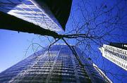 lsm city susan buchanana - ... ...