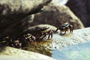 lsm crabs paula trigga - ... ...