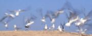 lsm gulls a flutter dawn zandstraa - ... ...