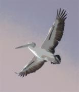 m Yes Another Pelican Wal L-gigapixel-hq-scale-2 00x - ... ...