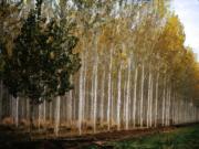 m autumn poplars dawn zands-gigapixel-hq-scale-2 00x - ... ...