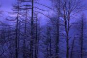 m fernie dawn susan buchanan-gigapixel-hq-scale-2 00x - ... ...