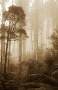 m foggy morning dawn zandst 001-gigapixel-hq-scale-2 00x - ... ...