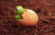 m just hatched norman wong - ... ...