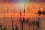 m light through the trees dawn zandstra - ... ...