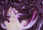 m monster in red cabbage jacques roussel - ... ...