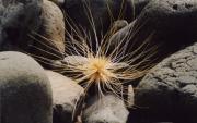 m sea grass paula trigg - ... ...