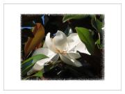 magnolias - ... ...