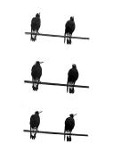 magpies - ... ...