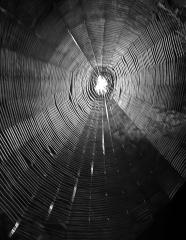 night web - Beryl Jenkins