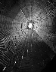 night web - Beryl Jenkins