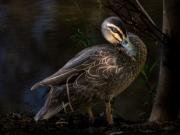 pacific Black - Leigh Hall