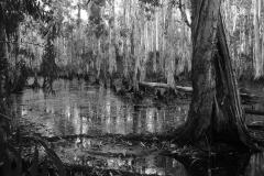 paperbark swamp - Kay Hill