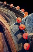 pfishing neta - ... ...