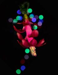 pinkyB - Rod Carter
