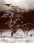 pm africantree george fracchiaa - ... ...