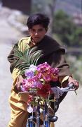 pm boy on bike with flowers jenny turtlea - ... ...