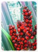 pm bush flax wal lambertha - ... ...