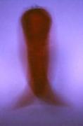 pm dancing chilli jacques roussela - ... ...