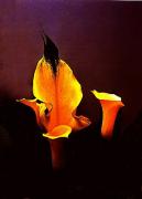 pm golden lillies brian yorka - ... ...