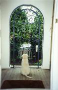 pm guard dog paula trigga - ... ...