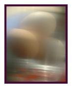 pm hens eggs tim collis birda - ... ...