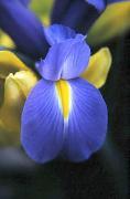 pm iris jan glovera - ... ...