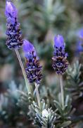 pm lavender jason butlera - ... ...