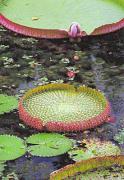 pm lily pads malcolm mckay jpga - ... ...