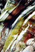 pm painted snowgum glenda o carroll - ... ...