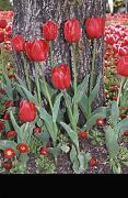 pm red tulips beryl jenkinsa - ... ...