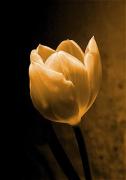 pm tulip miriam de vriesa - ... ...