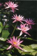 pm water lillies norman wonga - ... ...