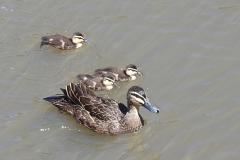 proud mother - Kay Hill