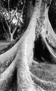 psm Tree Alison Pratta - ... ...